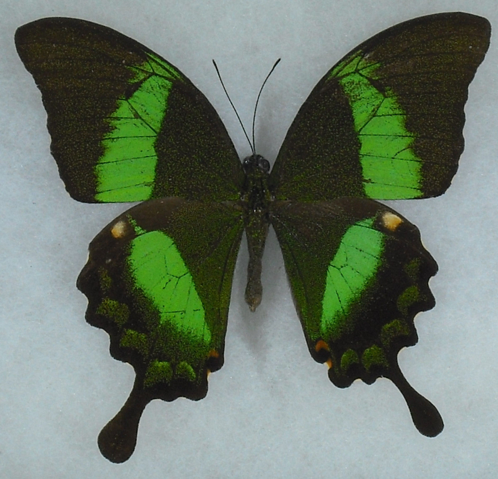 Papilio palinurus daedalus (gynandromorph) (Internet Image property of respective owner, non-commercial use only)